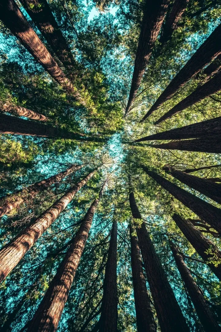 foret